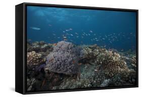 Schooling Anthias Fish and Healthy Corals of Beqa Lagoon, Fiji-Stocktrek Images-Framed Stretched Canvas