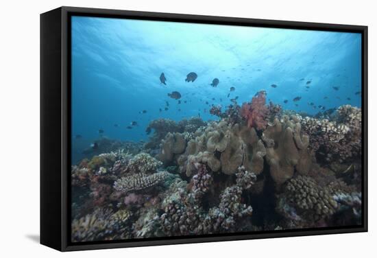 Schooling Anthias Fish and Healthy Corals of Beqa Lagoon, Fiji-Stocktrek Images-Framed Stretched Canvas