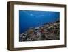 Schooling Anthias Fish and Healthy Corals of Beqa Lagoon, Fiji-Stocktrek Images-Framed Photographic Print