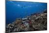 Schooling Anthias Fish and Healthy Corals of Beqa Lagoon, Fiji-Stocktrek Images-Mounted Photographic Print