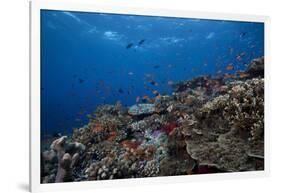 Schooling Anthias Fish and Healthy Corals of Beqa Lagoon, Fiji-Stocktrek Images-Framed Photographic Print