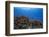 Schooling Anthias Fish and Healthy Corals of Beqa Lagoon, Fiji-Stocktrek Images-Framed Photographic Print