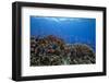 Schooling Anthias Fish and Healthy Corals of Beqa Lagoon, Fiji-Stocktrek Images-Framed Photographic Print