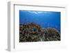 Schooling Anthias Fish and Healthy Corals of Beqa Lagoon, Fiji-Stocktrek Images-Framed Photographic Print