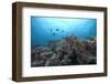 Schooling Anthias Fish and Healthy Corals of Beqa Lagoon, Fiji-Stocktrek Images-Framed Photographic Print