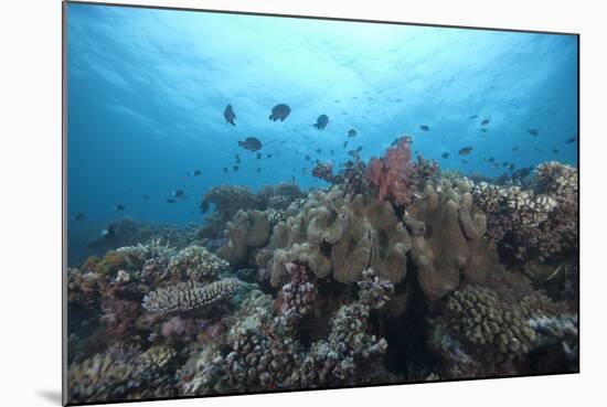 Schooling Anthias Fish and Healthy Corals of Beqa Lagoon, Fiji-Stocktrek Images-Mounted Photographic Print