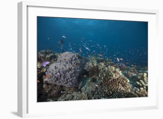 Schooling Anthias Fish and Healthy Corals of Beqa Lagoon, Fiji-Stocktrek Images-Framed Photographic Print