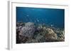 Schooling Anthias Fish and Healthy Corals of Beqa Lagoon, Fiji-Stocktrek Images-Framed Photographic Print