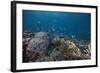 Schooling Anthias Fish and Healthy Corals of Beqa Lagoon, Fiji-Stocktrek Images-Framed Photographic Print