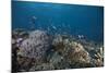 Schooling Anthias Fish and Healthy Corals of Beqa Lagoon, Fiji-Stocktrek Images-Mounted Photographic Print