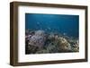 Schooling Anthias Fish and Healthy Corals of Beqa Lagoon, Fiji-Stocktrek Images-Framed Photographic Print