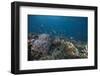 Schooling Anthias Fish and Healthy Corals of Beqa Lagoon, Fiji-Stocktrek Images-Framed Photographic Print