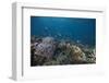 Schooling Anthias Fish and Healthy Corals of Beqa Lagoon, Fiji-Stocktrek Images-Framed Photographic Print