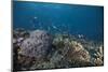 Schooling Anthias Fish and Healthy Corals of Beqa Lagoon, Fiji-Stocktrek Images-Mounted Photographic Print