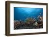 Schooling Anthias Fish and Healthy Corals of Beqa Lagoon, Fiji-Stocktrek Images-Framed Photographic Print