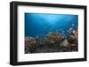 Schooling Anthias Fish and Healthy Corals of Beqa Lagoon, Fiji-Stocktrek Images-Framed Photographic Print