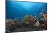 Schooling Anthias Fish and Healthy Corals of Beqa Lagoon, Fiji-Stocktrek Images-Mounted Photographic Print