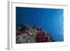 Schooling Anthias Fish and Healthy Corals of Beqa Lagoon, Fiji-Stocktrek Images-Framed Photographic Print