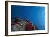 Schooling Anthias Fish and Healthy Corals of Beqa Lagoon, Fiji-Stocktrek Images-Framed Photographic Print