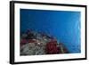 Schooling Anthias Fish and Healthy Corals of Beqa Lagoon, Fiji-Stocktrek Images-Framed Photographic Print