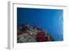 Schooling Anthias Fish and Healthy Corals of Beqa Lagoon, Fiji-Stocktrek Images-Framed Photographic Print