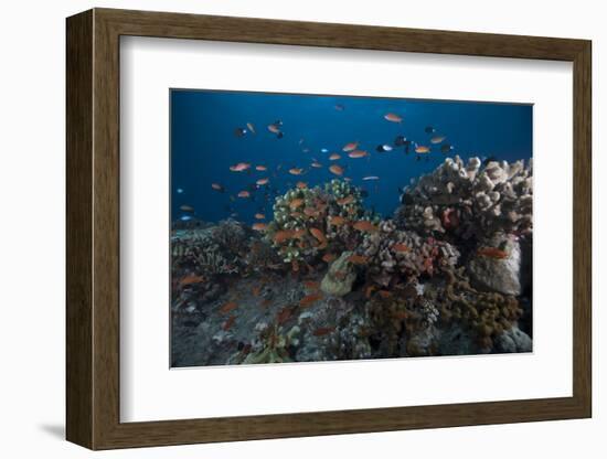Schooling Anthias Fish and Healthy Corals of Beqa Lagoon, Fiji-Stocktrek Images-Framed Photographic Print