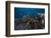 Schooling Anthias Fish and Healthy Corals of Beqa Lagoon, Fiji-Stocktrek Images-Framed Photographic Print