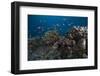 Schooling Anthias Fish and Healthy Corals of Beqa Lagoon, Fiji-Stocktrek Images-Framed Photographic Print