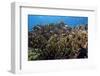 Schooling Anthias Fish and Healthy Corals of Beqa Lagoon, Fiji-Stocktrek Images-Framed Photographic Print