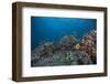 Schooling Anthias Fish and Healthy Corals of Beqa Lagoon, Fiji-Stocktrek Images-Framed Photographic Print