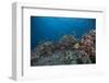 Schooling Anthias Fish and Healthy Corals of Beqa Lagoon, Fiji-Stocktrek Images-Framed Photographic Print