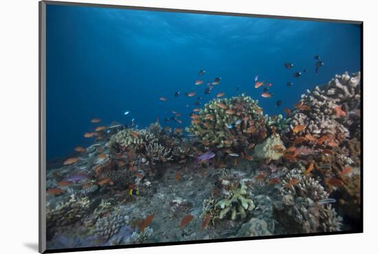 Schooling Anthias Fish and Healthy Corals of Beqa Lagoon, Fiji-Stocktrek Images-Mounted Photographic Print