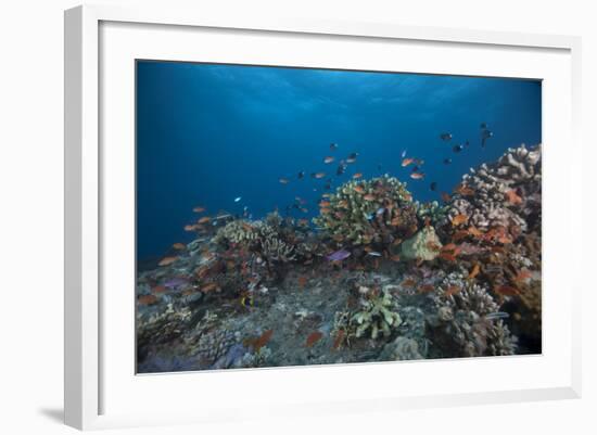 Schooling Anthias Fish and Healthy Corals of Beqa Lagoon, Fiji-Stocktrek Images-Framed Photographic Print