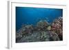 Schooling Anthias Fish and Healthy Corals of Beqa Lagoon, Fiji-Stocktrek Images-Framed Photographic Print