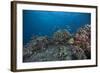 Schooling Anthias Fish and Healthy Corals of Beqa Lagoon, Fiji-Stocktrek Images-Framed Photographic Print