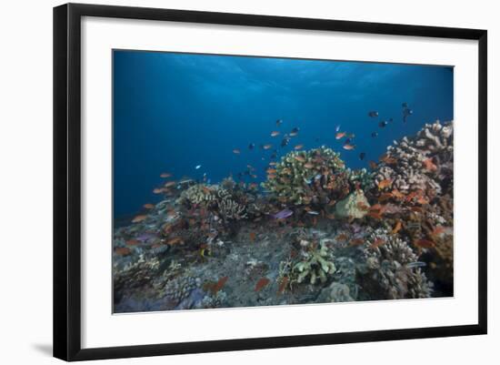 Schooling Anthias Fish and Healthy Corals of Beqa Lagoon, Fiji-Stocktrek Images-Framed Photographic Print