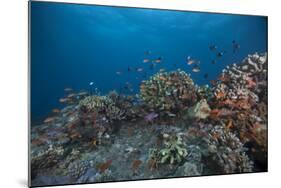 Schooling Anthias Fish and Healthy Corals of Beqa Lagoon, Fiji-Stocktrek Images-Mounted Photographic Print