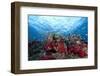 Schooling Anthias Fish and Healthy Corals of Beqa Lagoon, Fiji-Stocktrek Images-Framed Photographic Print