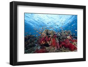 Schooling Anthias Fish and Healthy Corals of Beqa Lagoon, Fiji-Stocktrek Images-Framed Photographic Print