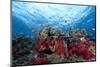 Schooling Anthias Fish and Healthy Corals of Beqa Lagoon, Fiji-Stocktrek Images-Mounted Photographic Print