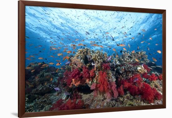 Schooling Anthias Fish and Healthy Corals of Beqa Lagoon, Fiji-Stocktrek Images-Framed Photographic Print