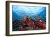 Schooling Anthias Fish and Healthy Corals of Beqa Lagoon, Fiji-Stocktrek Images-Framed Photographic Print