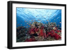 Schooling Anthias Fish and Healthy Corals of Beqa Lagoon, Fiji-Stocktrek Images-Framed Photographic Print