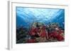 Schooling Anthias Fish and Healthy Corals of Beqa Lagoon, Fiji-Stocktrek Images-Framed Photographic Print