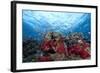 Schooling Anthias Fish and Healthy Corals of Beqa Lagoon, Fiji-Stocktrek Images-Framed Photographic Print