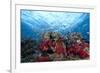 Schooling Anthias Fish and Healthy Corals of Beqa Lagoon, Fiji-Stocktrek Images-Framed Photographic Print