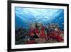 Schooling Anthias Fish and Healthy Corals of Beqa Lagoon, Fiji-Stocktrek Images-Framed Photographic Print