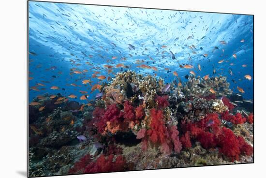 Schooling Anthias Fish and Healthy Corals of Beqa Lagoon, Fiji-Stocktrek Images-Mounted Photographic Print