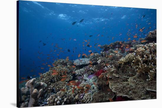 Schooling Anthias Fish and Healthy Corals of Beqa Lagoon, Fiji-Stocktrek Images-Stretched Canvas