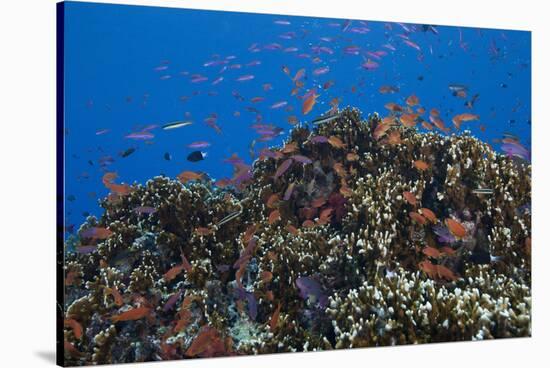 Schooling Anthias Fish and Healthy Corals of Beqa Lagoon, Fiji-Stocktrek Images-Stretched Canvas